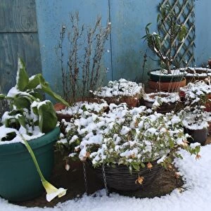 Snow covered Fuchsia (Fuchsia sp. ), Calla Lily (Zantedeschia sp. ) and other plants in pots on garden patio, Suffolk, England, november
