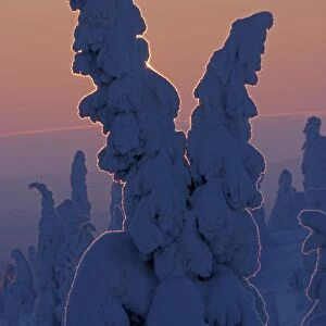 Snow covered Norway Spruce (Picea abies) trees, in boreal coniferous forest at dawn, Rusko, Finland, february