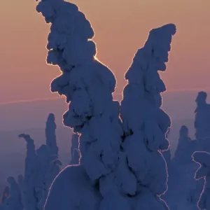 Árboles de pino noruego cubiertos de nieve (Picea abies), en bosque confinero bórico al amanecer. Rusko. Finlándia Febrero Árboles de pino noruego cubiertos de nieve (Picea abies), en bosque confinero bórico al amanecer. Rusko. Finlándia Febrero