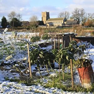 Snow covered village allotments with Brussels Sprout (Brassica oleracea) crop, with church in background, St