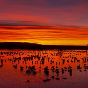 Snow Goose (Chen caerulescens) flock, roosting on lake habitat, silhouetted at sunrise