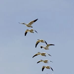 Snow Goose (Chen caerulescens) normal and blue forms, flock, in flight, Bosque del Apache National Wildlife Refuge, New Mexico, U. S. A