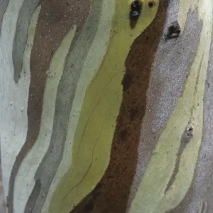 Snow Gum Print: Close-up of Eucalyptus bark pattern Snow Gum Print: Close-up of Eucalyptus bark pattern
