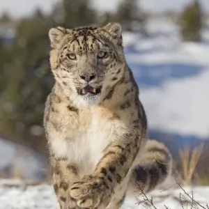 : Big Cats
