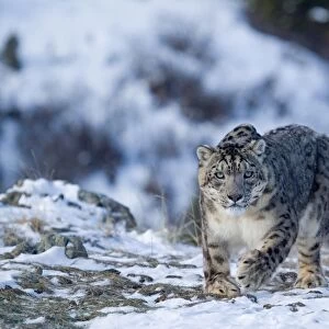 Snow Leopard (Panthera uncia) adult, walking in snow, winter (captive)