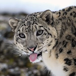 Snow Leopard (Panthera uncia) adult, close-up of head, with tongue out, in snow, winter (captive)