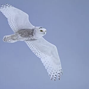 Snowy Owl (Nyctea scandiaca) immature male, first winter plumage, in flight, Finland, march