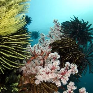 Soft red Divaricate Tree Coral (Dendronephthya sp. ) and crinoids in reef habitat, Horseshoe Bay, Nusa Kode