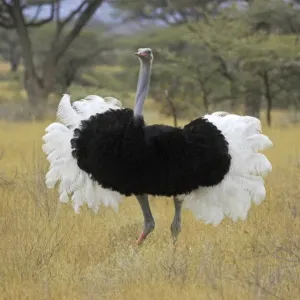 Somali Ostrich Adult Male Display Print Somali Ostrich Adult Male Display Print