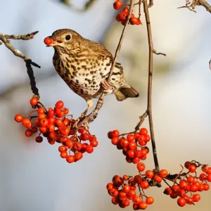 Song Thrush (Turdus philomelos) adult, feeding on rowan berries, West Midlands, England, december Song Thrush (Turdus philomelos) adult, feeding on rowan berries, West Midlands, England, december