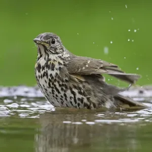 Song Thrush (Turdus philomelos) adult, bathing in garden pond, Warwickshire, England, spring Song Thrush (Turdus philomelos) adult, bathing in garden pond, Warwickshire, England, spring