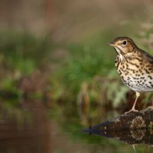 Song Thrush (Turdus philomelos) adult, standing on branch in woodland pond, Norfolk, England, january