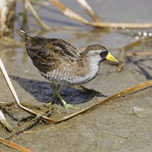 Sora Rail (Porzana carolina) adult, breeding plumage, foraging on mud, South Padre Island, Texas, U. S. A. april