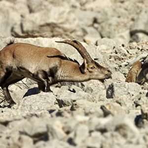 Southeastern Spanish Ibex (Capra pyrenaica hispanica) young male approaching adult female, testing scent during rut