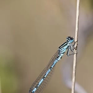 Southern Damselfly (Coenagrion mercuriale) adult male, resting on stem, New Forest N. P. Hampshire, England, May