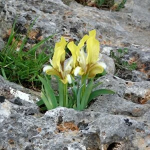 Southern Dwarf Iris (Iris pseudopumila) yellow form, flowering, growing in limestone crevices, Southern Greece, april
