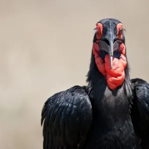Southern Ground Hornbill Print, close-up of adult head and neck Southern Ground Hornbill Print, close-up of adult head and neck