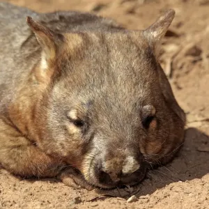 Southern Hairy-nosed Wombat Print - Adult Head Close-up Southern Hairy-nosed Wombat Print - Adult Head Close-up