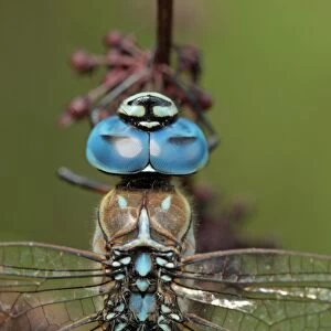 Southern Migrant Hawker (Aeshna affinis) adult male, close-up of head, formerly an extreme vagrant to Britain