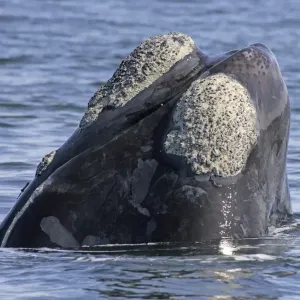 Southern Right Whale (Balaena glacialis) Head out of water, spyhopping, Hermanus, South Africa Southern Right Whale (Balaena glacialis) Head out of water, spyhopping, Hermanus, South Africa
