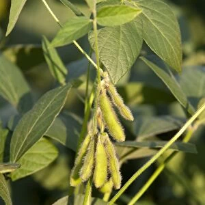 Soya Bean (Glycine max) crop, close-up of pods on plant, Pennsylvania, U. S. A. august