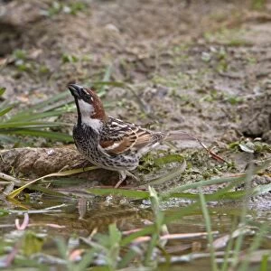 Spanish Sparrow (Passer hispaniolensis) adult male, drinking from pool, Extremadura, Spain, April