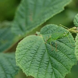Speckled Bush-cricket (Leptophytes punctatissima) adult female, camouflaged on hazel leaf, Brittany, France, August