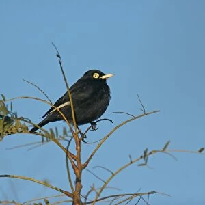 Spectacled Tyrant (Hymenops perspicillatus) adult male, perched on twig, Costanera Sur, Buenos Aires Province, Argentina, july