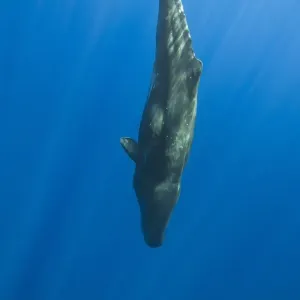 Ballena de espermillo , Fósil de physeter catodon Islas dos azores Atlántico océano Portuga Ballena de espermillo , Fósil de physeter catodon Islas dos azores Atlántico océano Portuga
