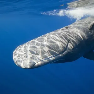 Ballena de espermillo , Physeter catodon , Islas Menores del Caribe , Caribe y Dominica Ballena de espermillo , Physeter catodon , Islas Menores del Caribe , Caribe y Dominica