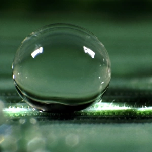 Spherical water droplets on leaf surface with high contact angle