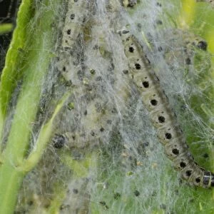 Spindle Ermine (Yponomeuta cagnagella) caterpillars, in silk web on European Spindle (Euonymus europaeus)
