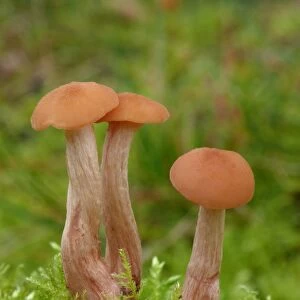 Spindle Shank (Collybia fusipes) fruiting bodies, young stage, growing amongst moss on oak stump, Leicestershire
