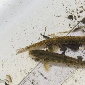 Spined Loach (Cobitis taenia) and (Noemacheilus barbatulus) adults, on ruler in tray during Environment Agency river