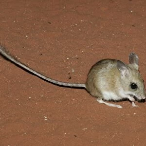Spinifex Hopping Mouse (Notomys alexis) foraging on sand, Australia