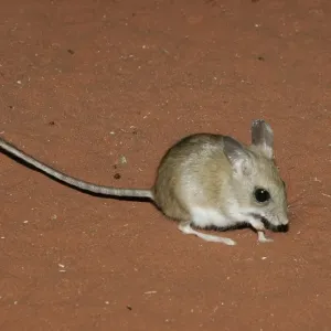 Spinifex Hopping Mouse Print, Australia Spinifex Hopping Mouse Print, Australia