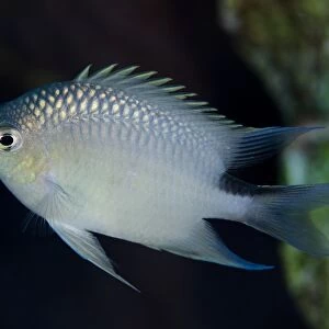 Spiny Chromis (Acanthochromis polyacanthus) adult, swimming, Lembeh Straits, Sulawesi, Sunda Islands, Indonesia