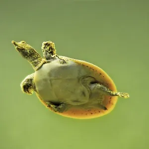 Spiny Softshell Turtle Print, Adult Swimming Underwater Spiny Softshell Turtle Print, Adult Swimming Underwater