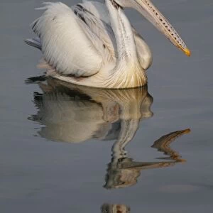 Spot-billed Pelican (Pelecanus philippensis) adult, swimming on water with reflection, Sri Lanka
