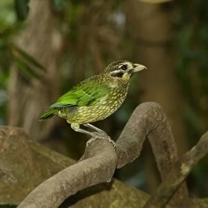 Spotted Catbird (Ailuroedus melanotis) adult, perched on branch, Queensland, Australia, November