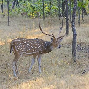 Spotted Deer (Axis axis) adult male, feeding in woodland, Bandhavgarh N. P. Madhya Pradesh, India, December