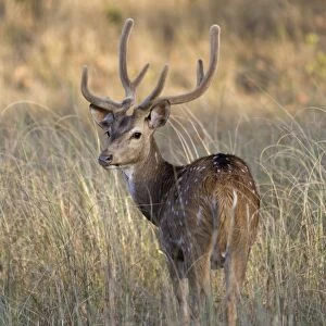 Spotted Deer (Axis axis) adult male, with antlers in velvet, looking over shoulder, standing in grass, Kanha N. P