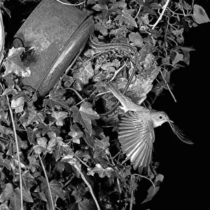 Spotted Flycatcher - Eyke Suffolk 1948