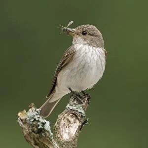 Spotted Flycatcher (Muscicapa striata) adult, with wasp in beak, perched on branch, England, june