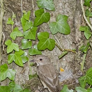 Spotted Flycatcher nesting on solitary bee hive