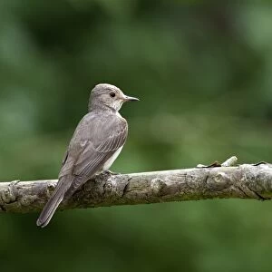 Spotted flycatcher, A summer breeding visitor to Britain