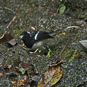 Spotted Forktail (Enicurus maculatus guttatus) adult, foraging on mossy rock, Arunachal Pradesh, India, february