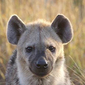 Spotted Hyena (Crocuta crocuta) adult, close-up of head, Kruger N. P. Mpumalanga, South Africa