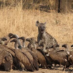 Spotted Hyena (Crocuta crocuta) adult, with White-backed Vulture (Gyps africanus) flock, feeding at African Buffalo (Syncerus caffer) carcass, South Luangwa N. P. Zambia