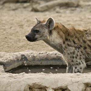 Spotted Hyena (Crocuta crocuta) adult, drinking at artificial waterhole, Kalahari Desert, Kalahari Gemsbok N. P